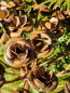 Preview: Edelrostoptik Blume Amelie