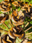 Preview: Edelrostoptik Blume Amelie