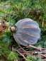 Preview: Christbaumkugel Babiole, Streifen breit, Rostoptik geeist