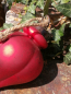 Preview: Christbaumschmuck Zapfen Zipala, rot