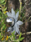 Preview: Shabby Chic Blume Ilse mit Edelstahlkugel, große Blätter (Kleinformat)
