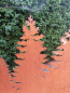 Preview: Edelrost Weihnachtsbaum, 3er-Bäume