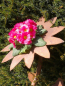Preview: Edelrost Blume Selma zum Bepflanzen