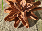 Preview: Edelrost Blume Anouke, klein