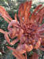 Preview: Edelrostoptik Blume Chrysantheme, Valerian (gezackte Blätter)