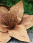 Preview: Edelrost Blume Taglilie
