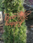 Preview: Edelrost Gartenstecker Bee Happy