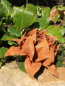 Preview: Edelrost Blume Seline