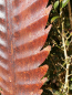 Preview: Edelrost Palmblatt, zum Stecken