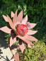 Preview: Edelrost Glasblume Sonnenblume, rote Kugeln