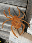 Preview: Edelrost Spinne zum Schrauben