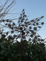 Preview: Edelrost Windrad Blütenreigen