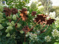 Preview: Edelrost Windrad Flowerspin mit Schmetterlingen