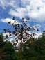 Preview: Edelrost Windrad Schmetterlinge, doppelt