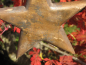 Preview: Holzstern Golden Star zum Hängen, 2 Größen