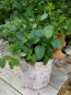 Preview: Pflanztopf Bologna aus Zement
