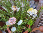 Preview: Vintage Topfstecker 3er-Blütenset Doris, pastell