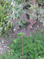 Preview: Gartenstecker Stern offen aus Edelrost, schmale Ausführung