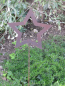 Preview: Gartenstecker Stern offen aus Edelrost, schmale Ausführung