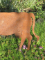 Preview: Edelrost Kuh auf Querstange