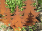 Preview: Tannenbaum auf Platte aus Edelrost, 30 cm