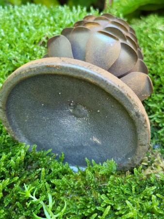 Preview: Kerzenhalter Tannenzapfen Moja für Spitzkerzen Preview: Kerzenhalter Tannenzapfen Moja für Spitzkerzen