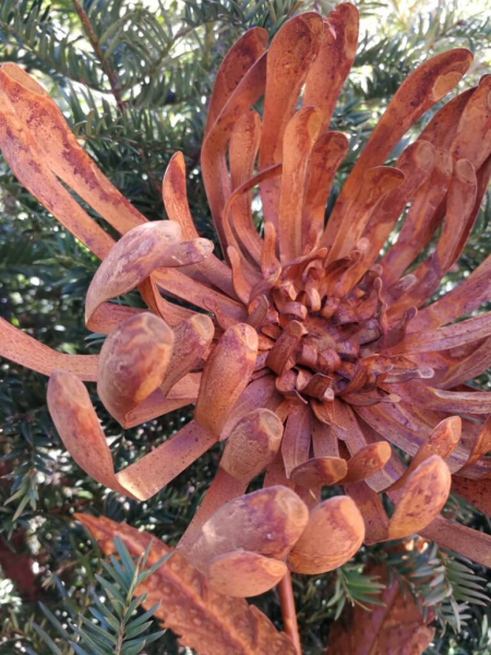 Edelrostoptik Blume Chrysantheme, Valerian (gezackte Blätter)