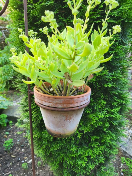 Gartenstecker Schnecke aus Edelrost mit Topfhalter, groß