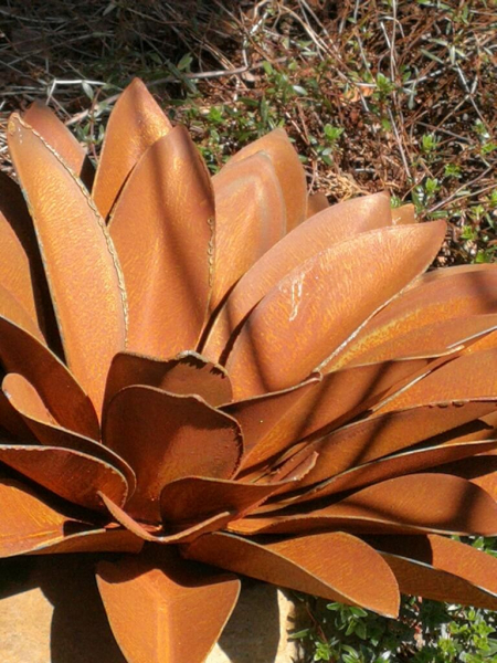 Edelrost Echeveria